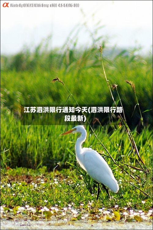 江苏泗洪限行通知今天(泗洪限行路段最新)
