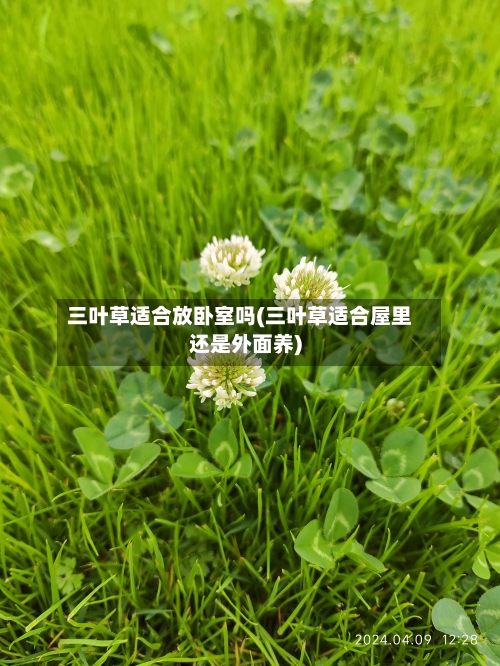 三叶草适合放卧室吗(三叶草适合屋里还是外面养)