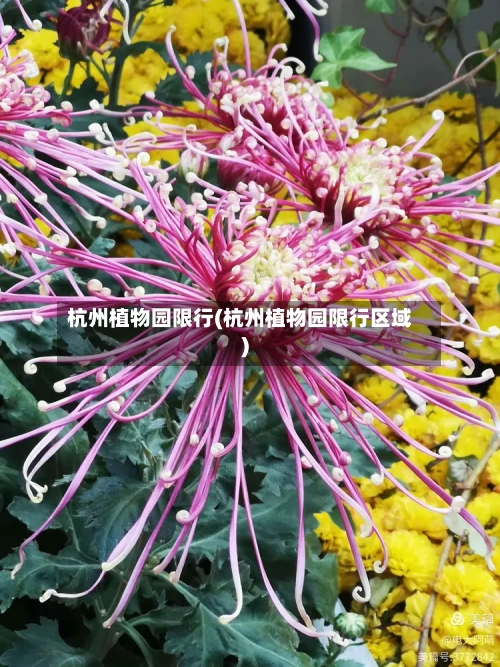 杭州植物园限行(杭州植物园限行区域)-第1张图片