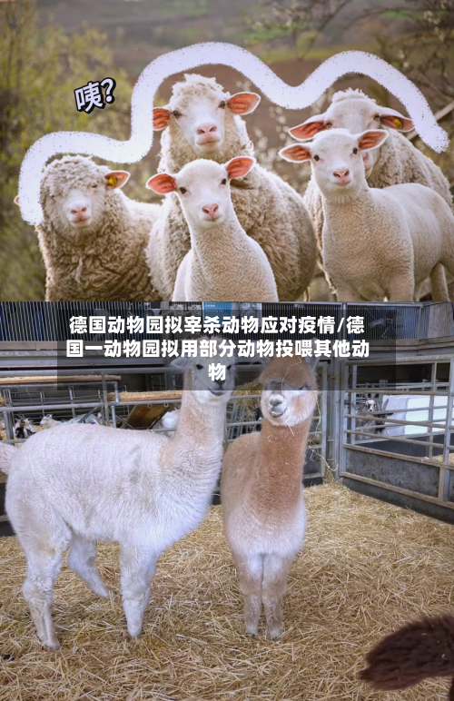 德国动物园拟宰杀动物应对疫情/德国一动物园拟用部分动物投喂其他动物-第1张图片