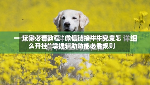 玩家必看教程“微信链接牛牛究竟怎么开挂	”掌握辅助功能必胜规则-第1张图片