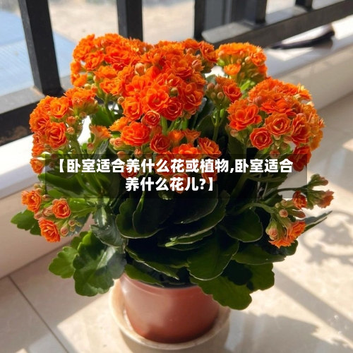 【卧室适合养什么花或植物,卧室适合养什么花儿?】