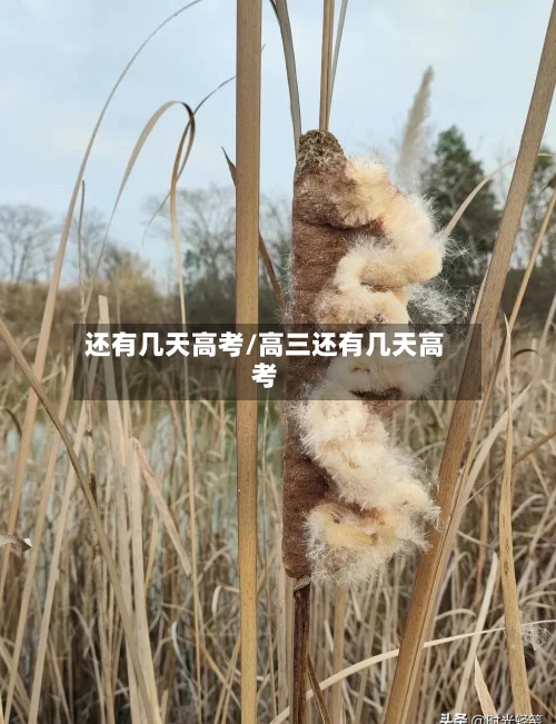 还有几天高考/高三还有几天高考-第3张图片
